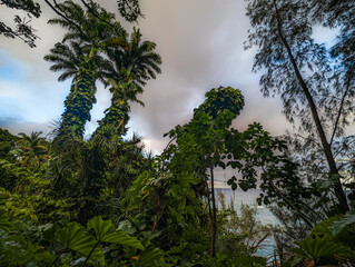 Onomea Hiking Trail Hilo Hawaii