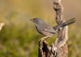 Datford Warbler on the branch	
