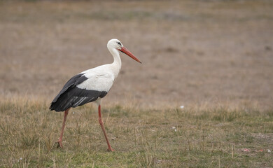 white stork in the grass