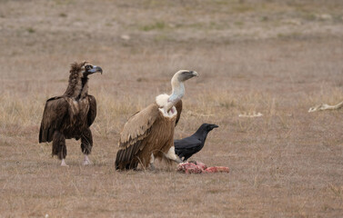 Fototapeta premium cinereous vulture, the griffon vulture and the raven 