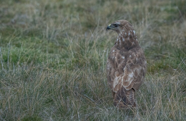 Common buzzard on the ground