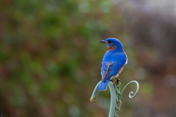 Eastern blue bird on metal planter