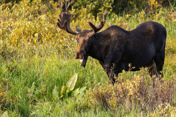 Bull Moose in the Snowy Range Mountains of Wyoming