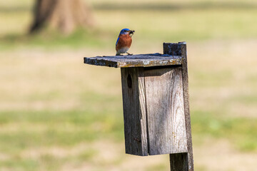 Eastern blue bird with cricket setting a birdhouse