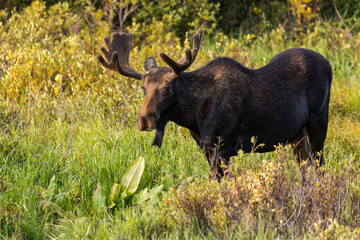 Bull Moose in the Snowy Range Mountains of Wyoming