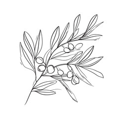 Olive branch with olives simple line art drawing
