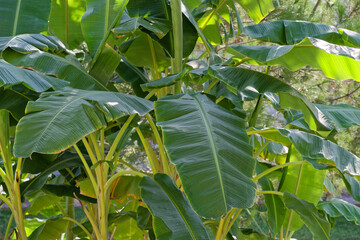 Tropical banana palm leaves on sunny day - 710981325