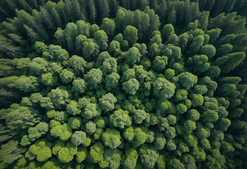 Drone footage of lush forest canopy. Aerial view displays trees absorbing CO2. Green tree landscape promoting carbon neutrality and sustainable environment. - obrazy, fototapety, plakaty