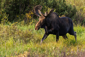 Bull Moose in the Snowy Range Mountains of Wyoming