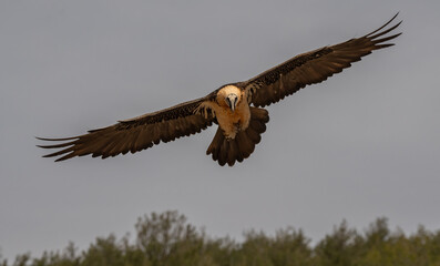 bearded vulture in flight over the pyrenees mountains	