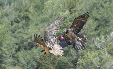 bearded vulture in fight in the pyrenees mountains	