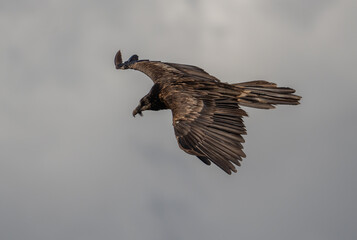 young bearded vulture in flight over the pyrenees mountains	
