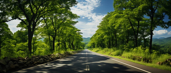 Country road through a lush green forest