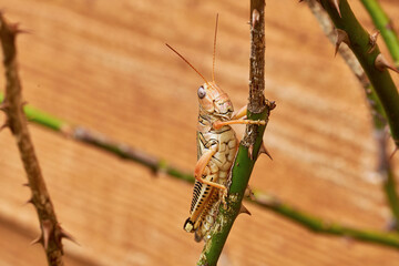 Macro of a Differential Grasshopper on a rose bush with an orange background