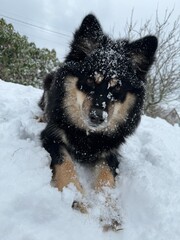 dog in snow