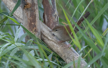 cetti's warbler on the branch always near to the pond	