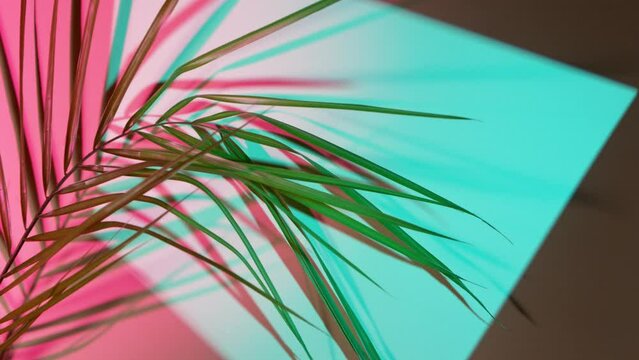 Palm Leaves Motion by Natural Wind Isolated on Colored Background. Super Slow Motion Filmed on High Speed Cinema Camera at 1000 fps.
