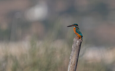 the kingfisher on the branch ready to fish	