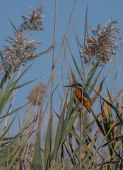 the kingfisher on the reeds ready to fish	