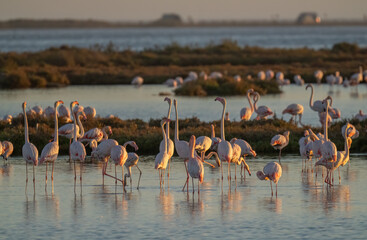 greater flamingos in the lagoon of delta ebro river at sunset	