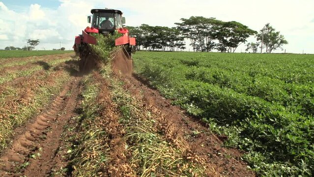 Harvesting peanuts