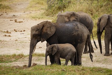 african wildlife, elephants, herd