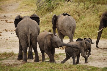 african wildlife, elephants, herd