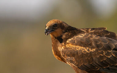 western marsh harrier portrait at sunrise