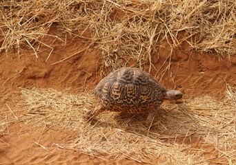 turtle on red ground
