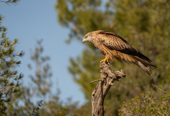 red kite on the trunk, spain	
