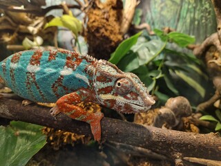 Pantherchamäleon in einem Terrarium