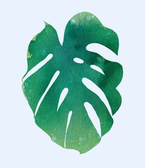 Watercolor monstera leaf