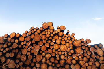 A heap of cut logs in Scotland on a winters morning 