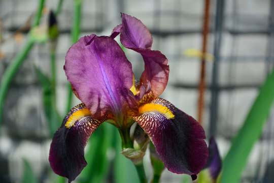 fioletowy kosaciec br&oacute;dkowy, kwitnący kosaciec niemiecki, (Iris &times; germanica), bearded iris, German bearded iris, wiosenne kwiaty, spring flowers 	