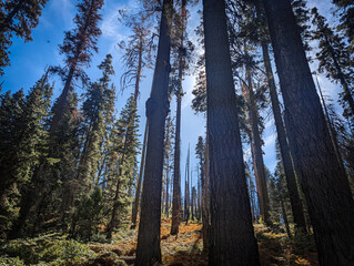 Kings Canyon National Park California