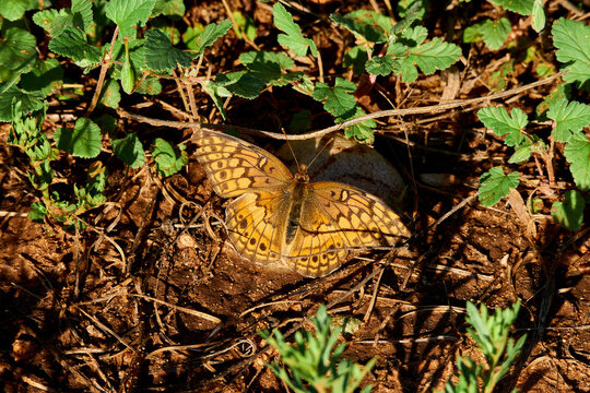 A Variegated Fritillary Butterfly (Euptoieta claudia) soaks up sunlight. West Texas
