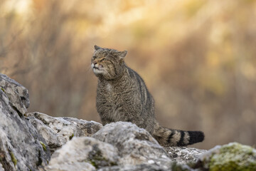 wild cat in the mountain