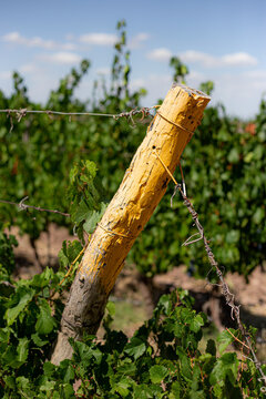 vino