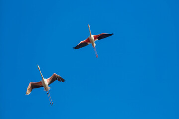 Flamingos migrating south