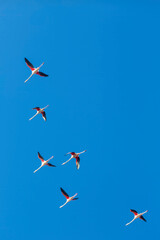 Flamingos migrating south