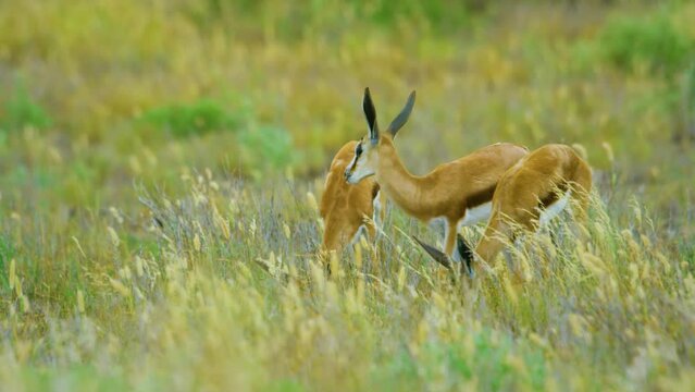 A group of young springbok antelopes (Antidorcas marsupialis) grazing grass, an easy target for predators. 