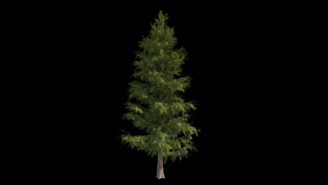 Pine In The Wind Loopable Alpha Channel