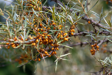 Hippophae rhamnoides common sea bucthorn ripened orange fruits on branches