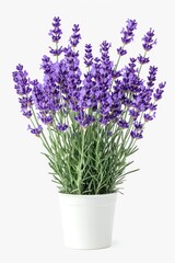 Fototapeta premium A potted plant with purple flowers on a white surface. Can be used to add a pop of color to any indoor or outdoor setting
