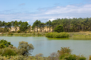 Summer landscape with view of Vogelmeer (Bird Lake) and the pine forest in Zuid-Kennemerland National Park between Bloemendaal and the North Sea, Located in the province of North Holland, Netherlands.