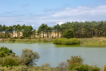 Photo sur Plexiglas Mer du Nord, Pays-Bas Summer landscape with view of Vogelmeer (Bird Lake) and the pine forest in Zuid-Kennemerland National Park between Bloemendaal and the North Sea, Located in the province of North Holland, Netherlands.