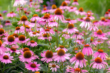Selective focus of purple pink flower with green leaves in the garden, Echinacea commonly called coneflowers is a genus of herbaceous flowering plants in the daisy family, Nature floral background.