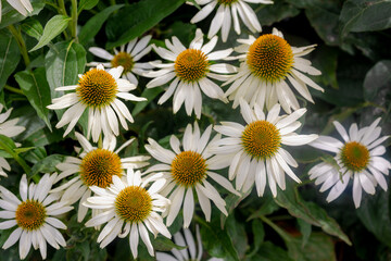 Selective focus of white cream flower with green leaves in the garden, Echinacea commonly called...