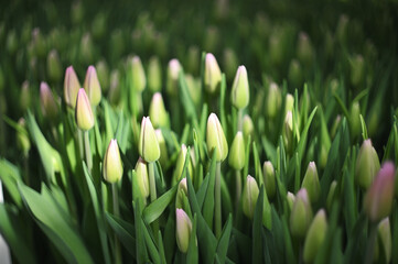 delicate pink unopened tulips in the rays of the sun in a clearing. Spring Festival