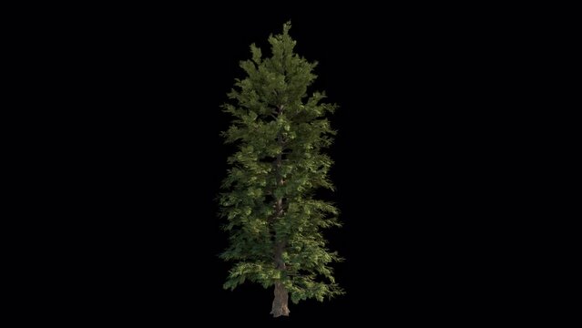 Pine In The Wind Loopable Alpha Channel